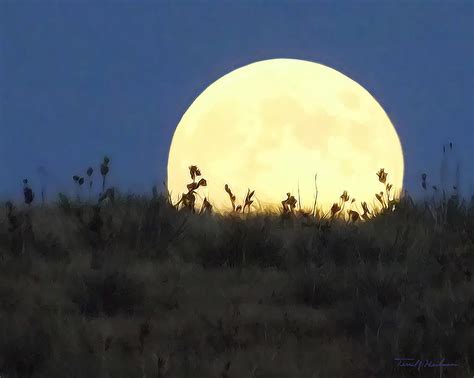 Prairie moon - June, July, August. Advantages. USDA Zones. 3-6. Plant Spacing. 2-3'. Catalog Code. CAL02G. Spreading quickly by shallow rhizomes in moist to wet soils, Blue Joint Grass can help to stabilize stream banks.